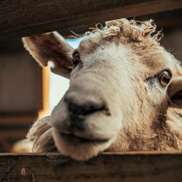 textiles-Sheep